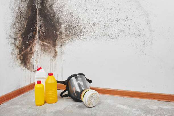 Best Office Mold Removal Services  in Susan Moore, AL