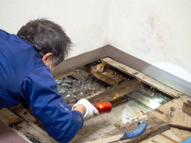 Home Mold Removal in Susan Moore, AL