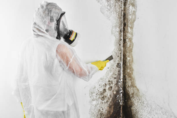 Best Certified Mold Removal  in Susan Moore, AL