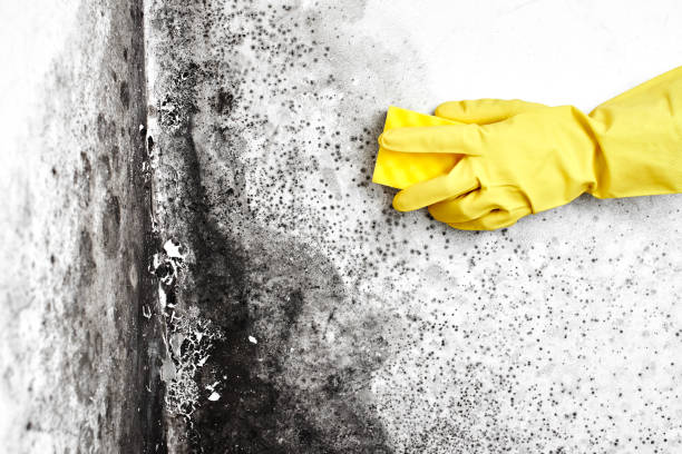 Best Black Mold Removal  in Susan Moore, AL