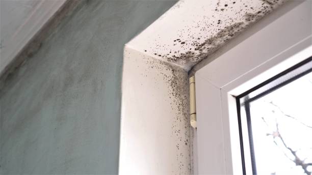 Best Residential Mold Removal  in Susan Moore, AL