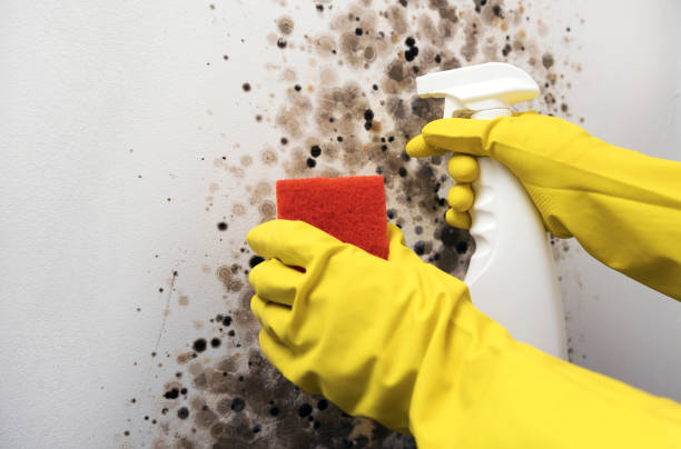 Best Professional Mold Removal  in Susan Moore, AL
