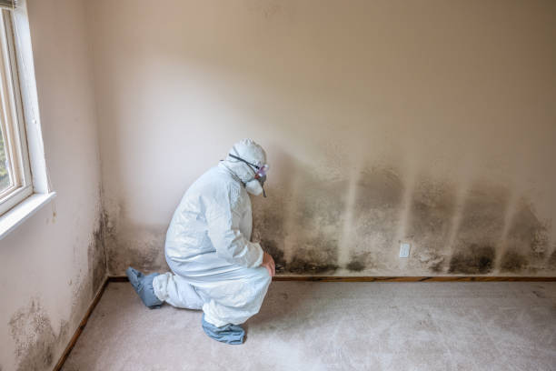Best Local Mold Removal Service  in Susan Moore, AL