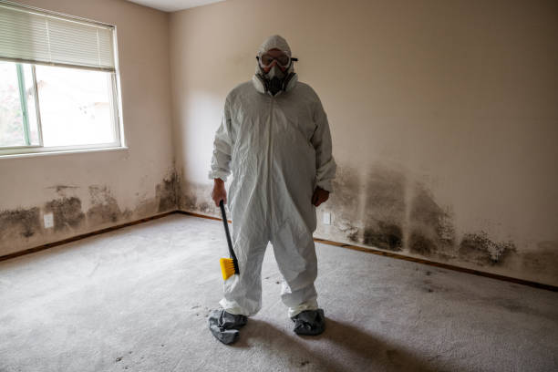 Best Attic Mold Removal  in Susan Moore, AL